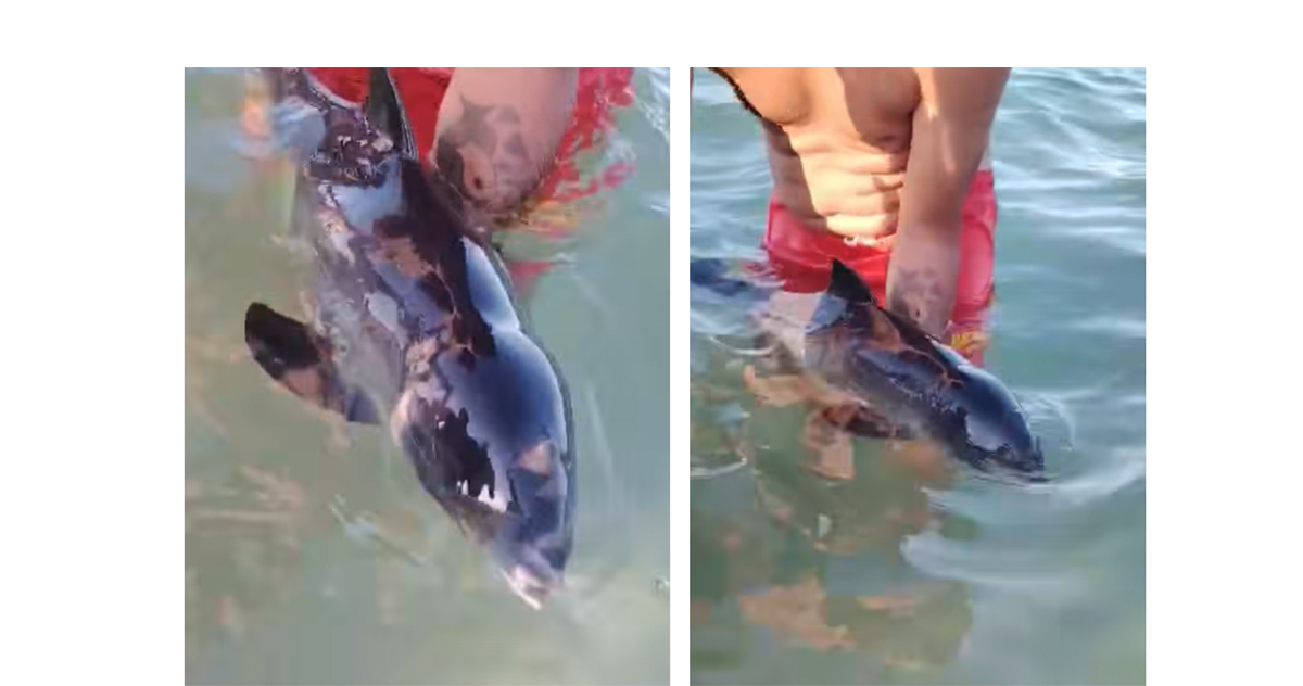 VIDEO Imagini emoționante: Un pui de delfin, pierdut de mamă, recuperat pe plaja Faleză Nord