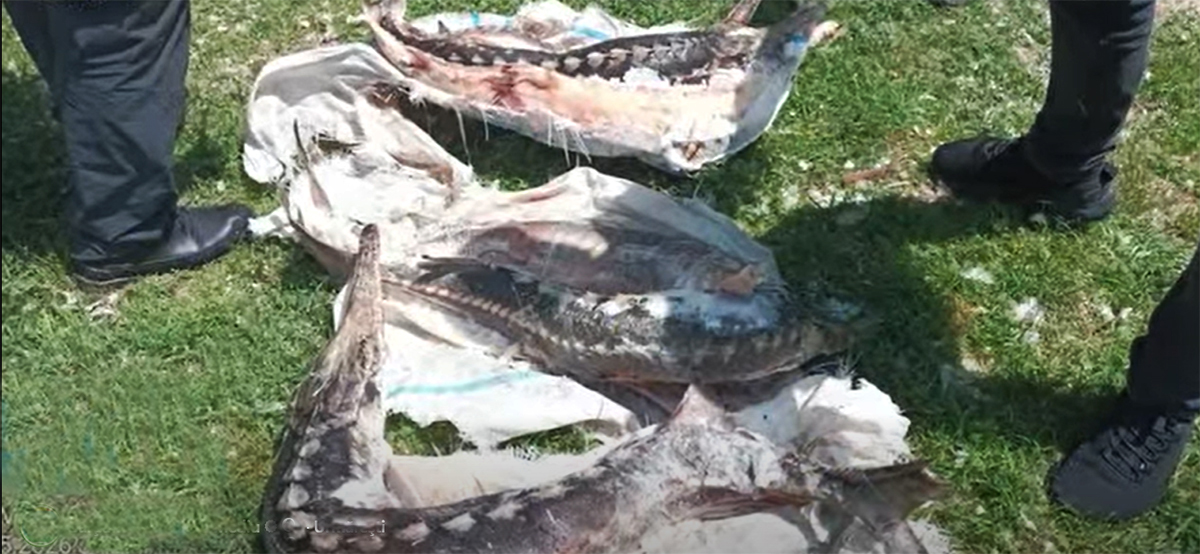 VIDEO Amenzi de peste 1,7 milioane de lei și dosare penale în Delta Dunării: Acțiune în FORȚĂ a Gărzii de Mediu