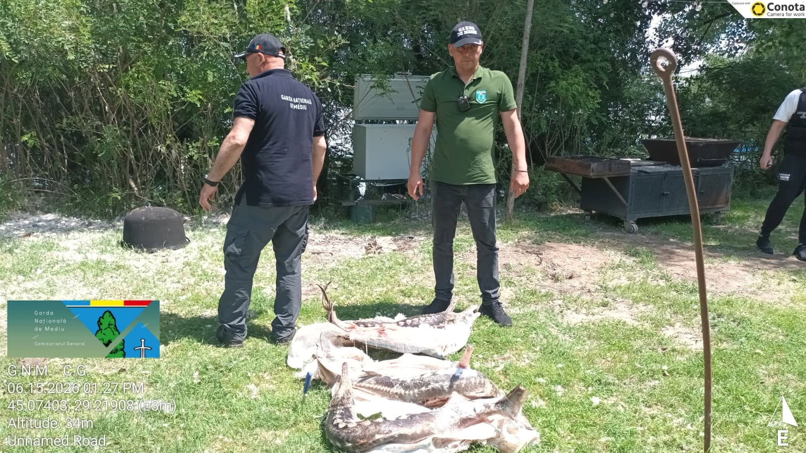 FOTO VIDEO Zi productivă pentru autorități: sturioni în ladă frigorifică și amenzi de 230.000 de lei, aplicate în Delta Dunării
