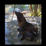 VIDEO Un nou membru în echipa leilor de mare de la Delfinariu Constanța! Este mic, frumos și stă cu mama lui
