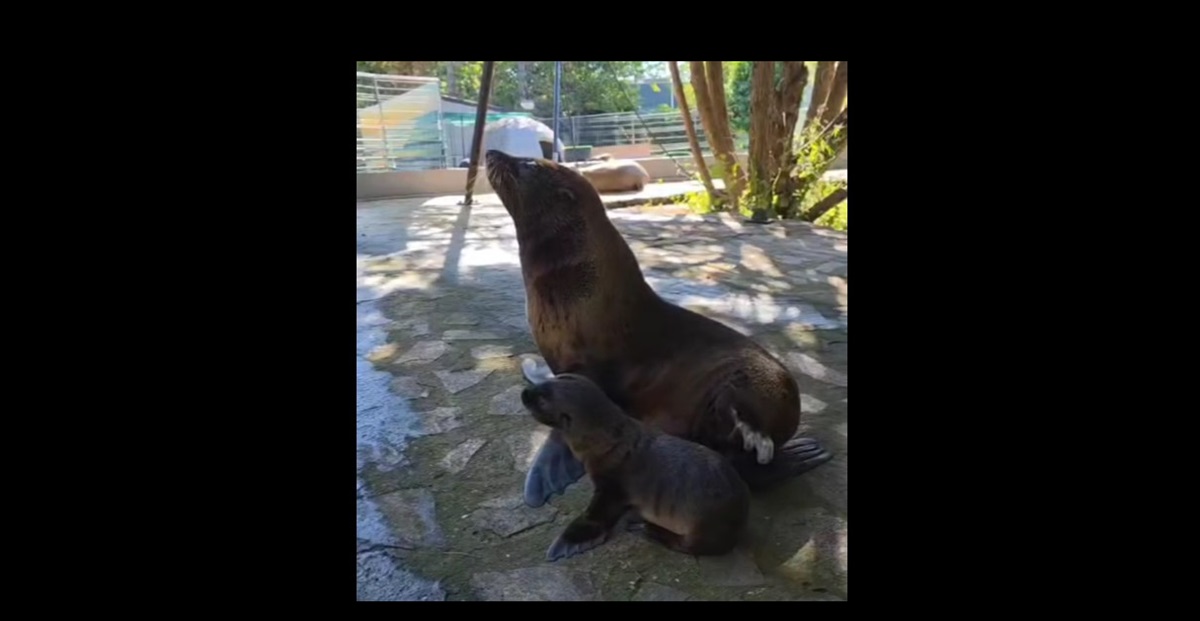VIDEO Un nou membru în echipa leilor de mare de la Delfinariu Constanța! Este mic, frumos și stă cu mama lui