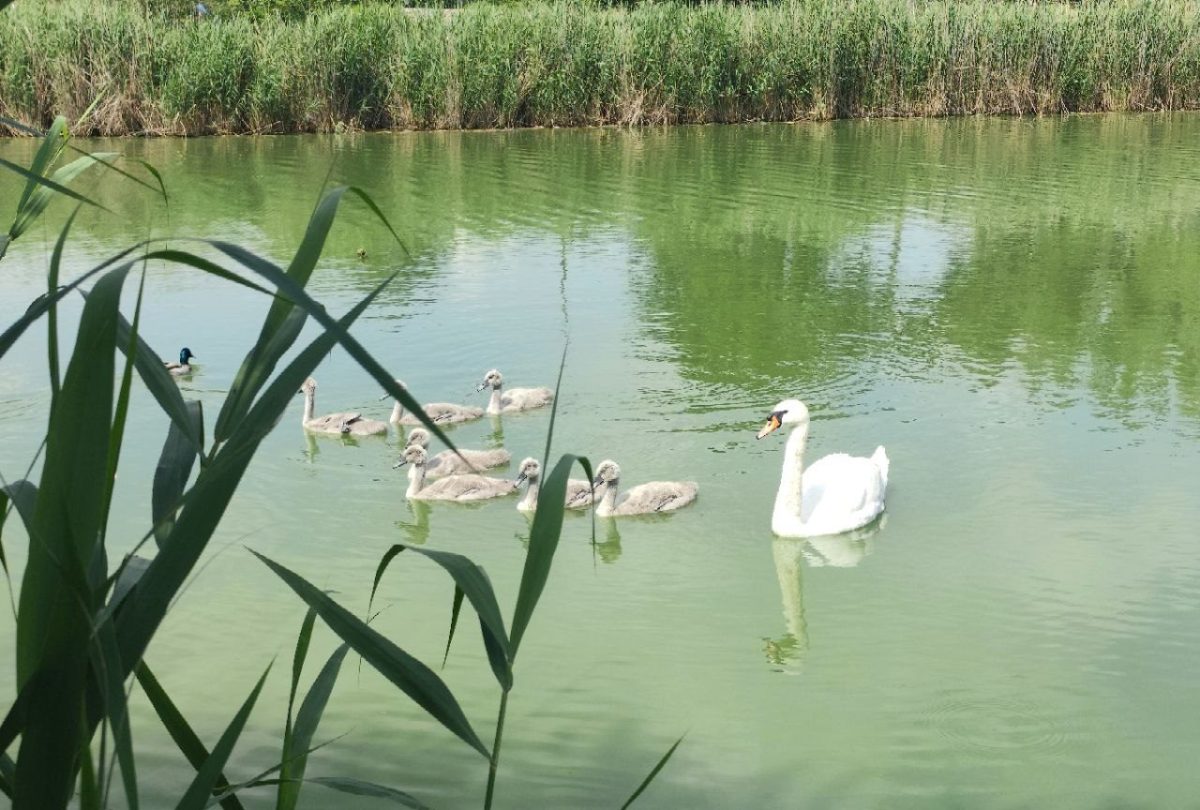 VIDEO Spectacol pe lacul Tăbăcărie: Ziua Copiilor, sărbătorită în natură de o lebădă și cei șapte pui ai ei