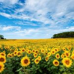 Producătorii români de porumb și floarea-soarelui afectați de seceta din 2025, sprijiniți de UE: Suma alocată țării noastre