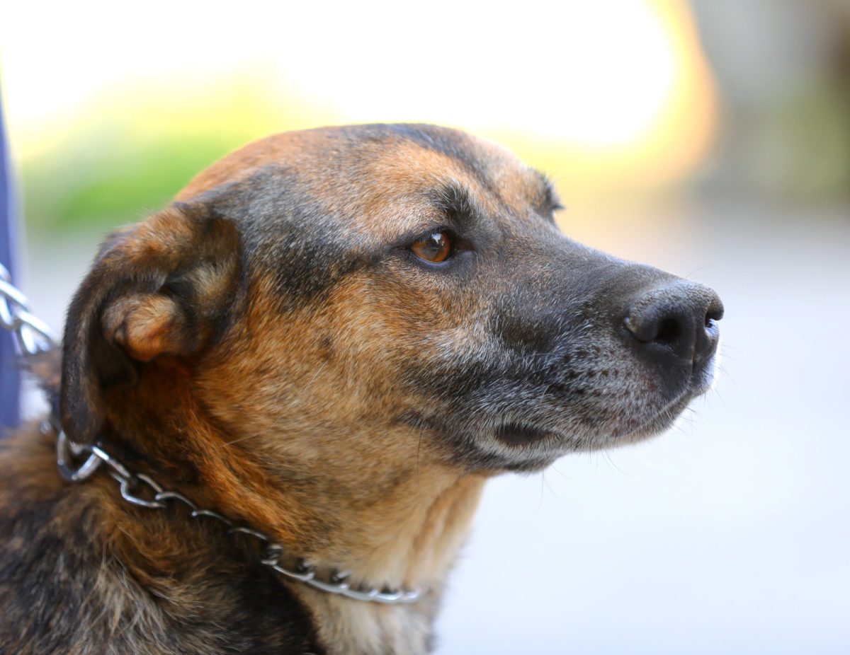 Microciparea și sterilizarea sunt OBLIGATORII pentru gestionarea problemei animalelor