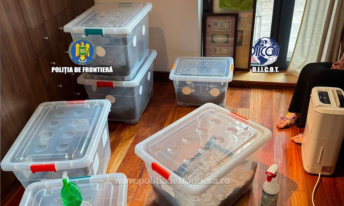 FOTO Ocupație PERICULOASĂ în familie: Trei indivizi cultivau și recoltau ciuperci halucinogene în locuință. Au fost săltați de mascați