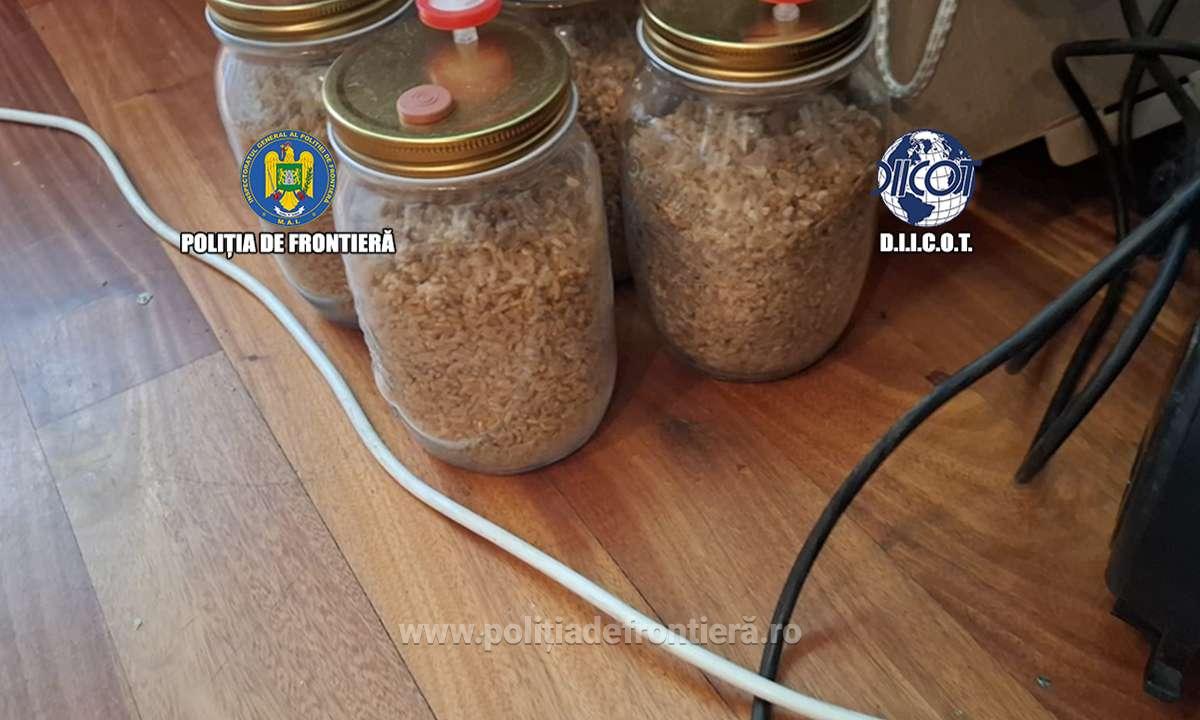 ciuperci halucinogene