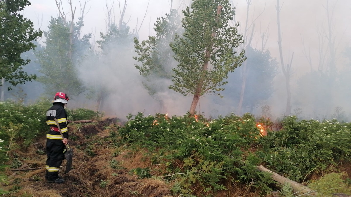 VIDEO Iată ce a declanșat incendiul de pădure din Rachelu, județul Tulcea