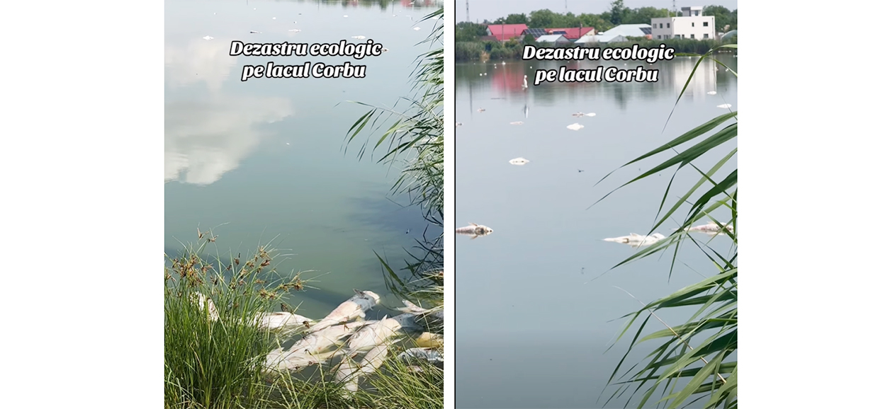 VIDEO DEZASTRU ecologic pe lacul Corbu: Sute de pești MORȚI au împânzit luciul apei