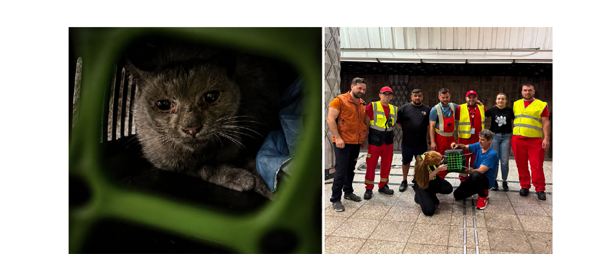 FOTO Mobilizare RECORD pentru salvarea unei pisicuțe blocate la metrou: Zeci de mii de oameni au urmărit povestea căutării ei