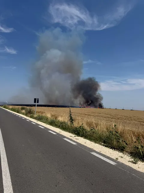 incendiu lan de grâu - Oltina