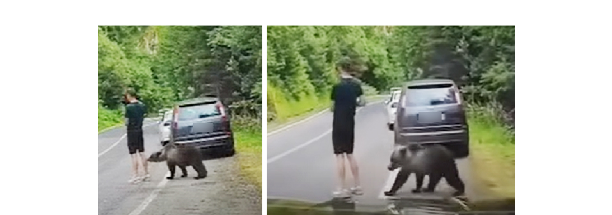 VIDEO IREAL, pe Transfăgărășan: Un bărbat stă pe telefon, în timp ce un urs îl adulmecă. Ce a urmat, e de cascadorii râsului