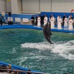 LIVE FOTO VIDEO Recital EXTRAORDINAR la Delfinariul din Constanța: Vocile Corului Madrigal se împletesc cu expresivitatea delfinilor, în cadrul spectacolului intitulat ULTRAsunete! Sute de oameni sunt prezenți