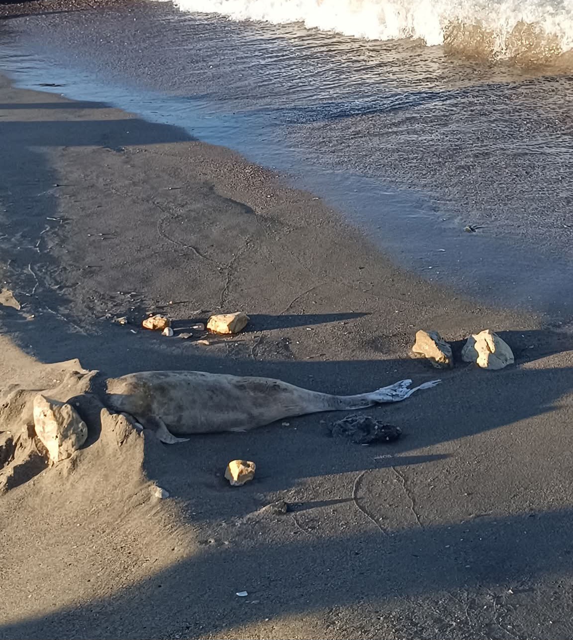 Delfin găsit mort pe plaja din Saturn