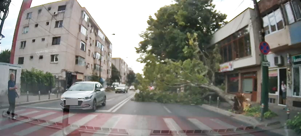 Imagini INCREDIBILE la Constanța: Momentul în care un copac se PRĂBUȘEȘTE pe strada I.G. Duca