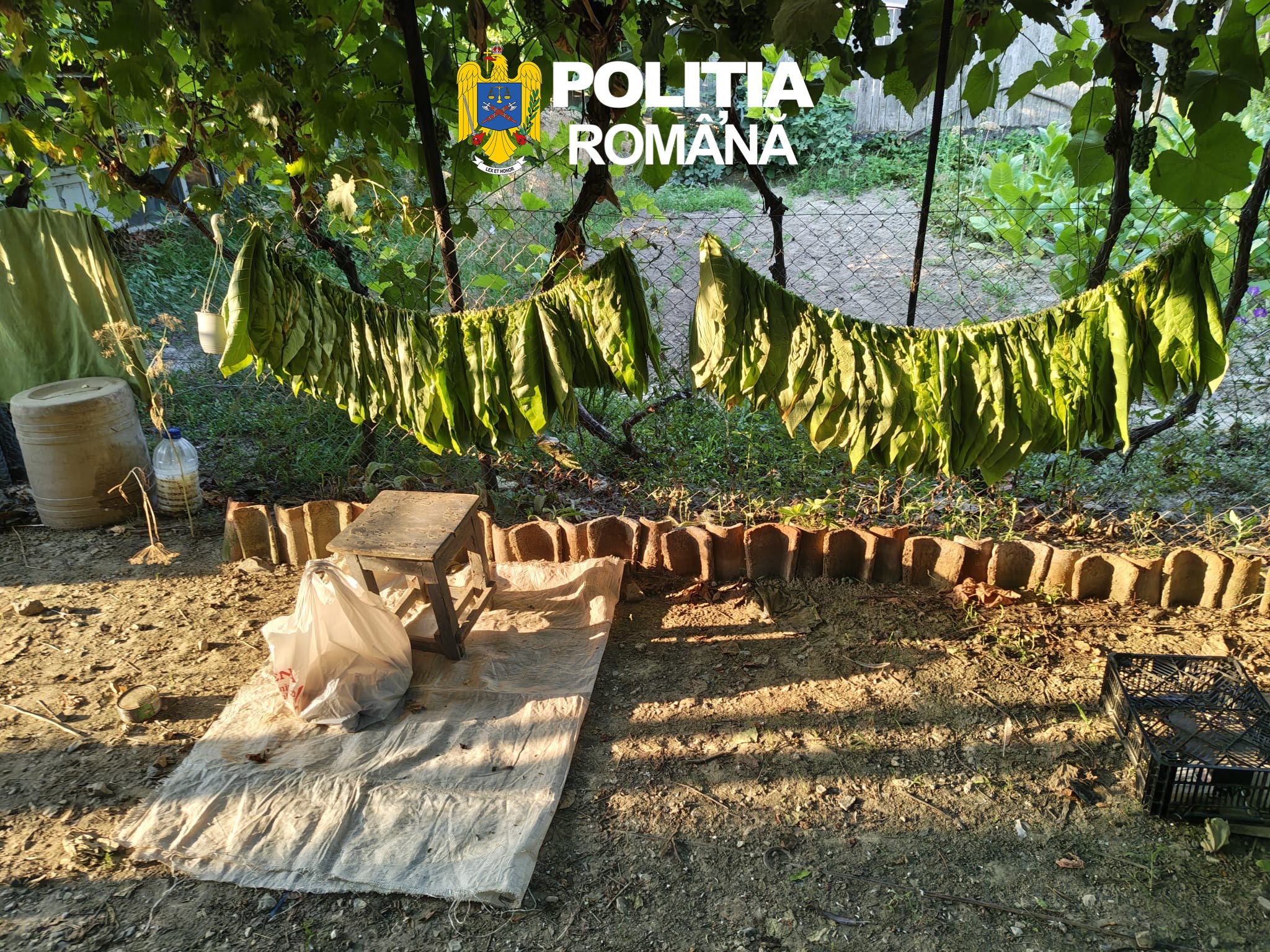 FOTO Cinci TONE de tutun și o fabrică artizanală de țigări găsite la o percheziție domiciliară în județul Tulcea