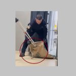 VIDEO Apariție surpriză într-un restaurant din Mamaia Sat! Un șarpe de peste 1,5 metri a pătruns în local