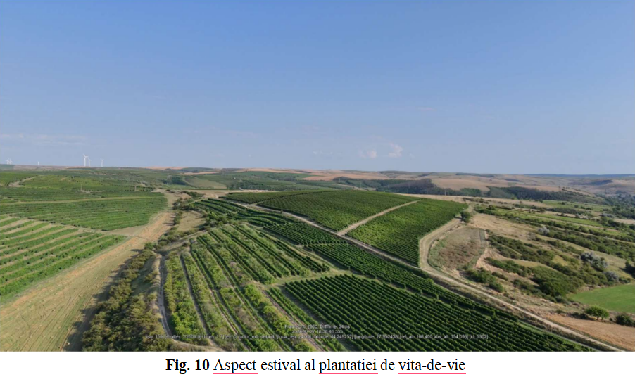 O firmă din portofoliul familiei Ghiuri, care deține crama Rasova, investește într-un sistem de irigații pentru o plantație de viță de vie de pe raza comunei