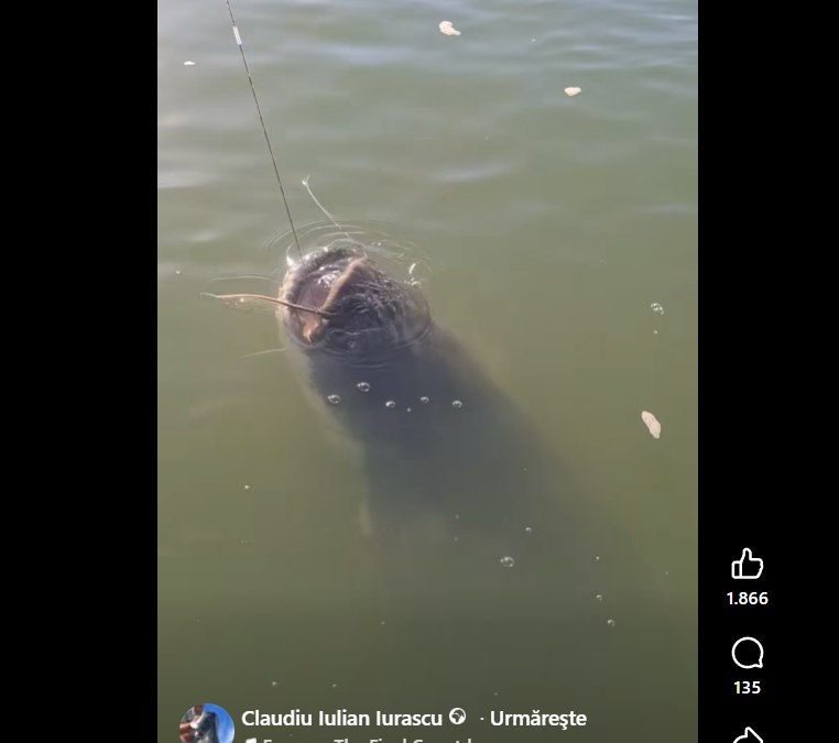 Somn imens în Delta Dunării, prins după o luptă de 20 de minute. Vezi câte kilograme ar fi avut