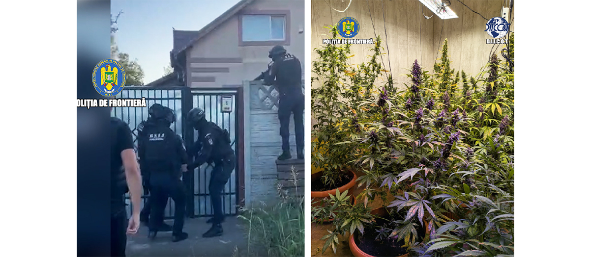 FOTO VIDEO Grădina botanică din pivniță: Plantație de canabis, culeasă de mascații Jandarmeriei