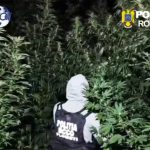 VIDEO Plantație de canabis, fertilizată și udată de doi bărbați: Polițiștii i-au surprins la lucru