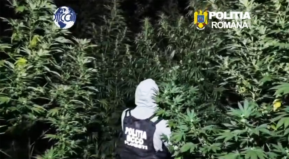 VIDEO Plantație de canabis, fertilizată și udată de doi bărbați: Polițiștii i-au surprins la lucru