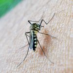 Caz de infectare cu West Nile, confirmat în județul Constanța!