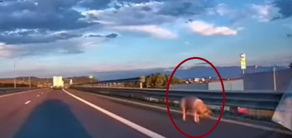 VIDEO Imagini incredibile pe autostradă! Șofer amendat după ce un porc i-a sărit din remorcă
