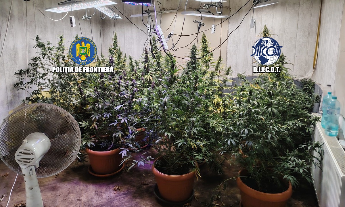 Canabis indoor