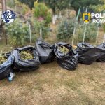 FOTO Anchetatorii au descoperit 60 kg de canabis și culturi ilegale de canabis în trei localități. Patru persoane, arestate preventiv pentru trafic de droguri