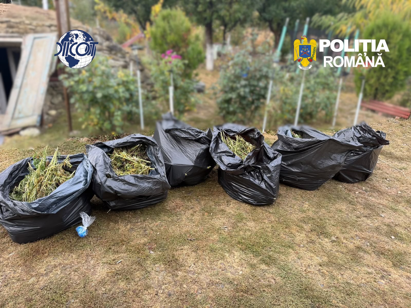 FOTO Anchetatorii au descoperit 60 kg de canabis și culturi ilegale de canabis în trei localități. Patru persoane, arestate preventiv pentru trafic de droguri