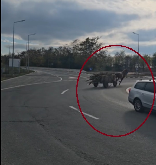 VIDEO Imagini incredibile pe soseaua dintre Olimp și DN39! Un cal înhămat la o căruță plină cu lemne, fără control